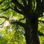 Naturheilpraxis Bonn - Elke Katharina Fischer - Heilpraktikerin - Laubbaum Sommer