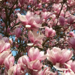 Naturheilpraxis Bonn - Elke Katharina Fischer - Heilpraktikerin - Magnolien